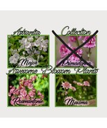 New Fresh Seeds Pick A 3 Pack Of Astrantia Seed Fast Ship - $22.48