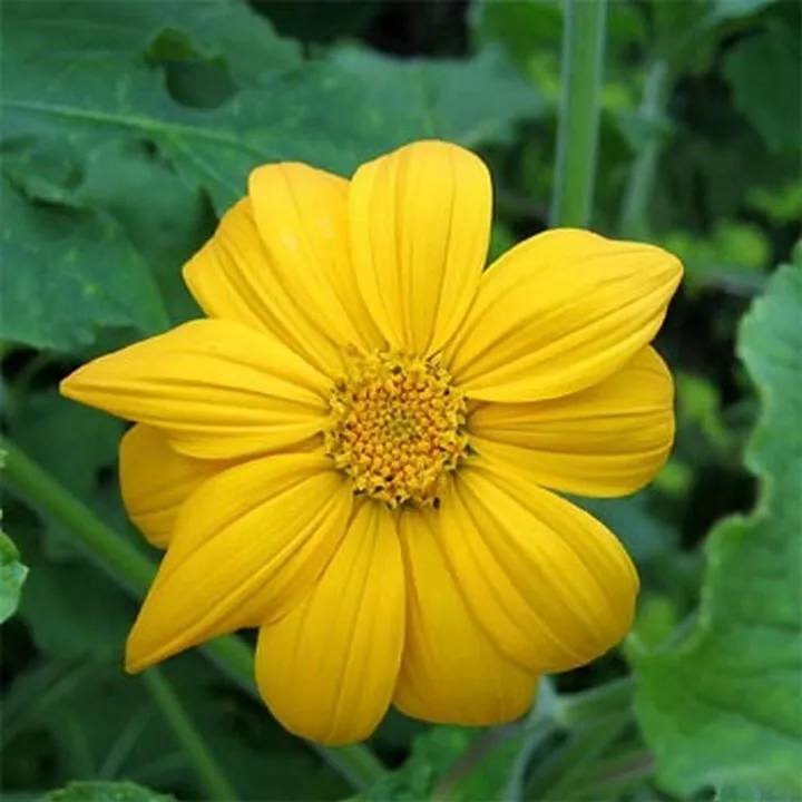 25 Seeds Sunflower Mexican Yellow Tithonia Speciosa - £7.62 GBP