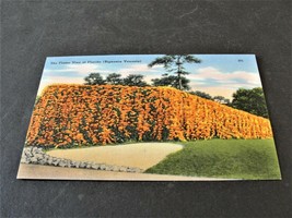 The Flame Vine of Florida (Bignonia Venusta) - Linen Unposted Postcard. - £11.19 GBP