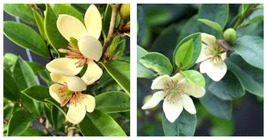 Live Plant Large Magnolia figo, Michelia figo Banana shrub in 6&quot; Pot Garden - £51.78 GBP