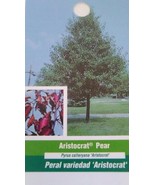 Aristocrat Flowering Pear Tree Home Garden Plants Landscape Trees Plant ... - $96.95