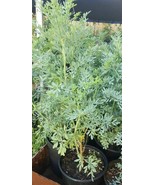 Ruda Plant Common Rue Ruta graveolens Herb of Grace - £25.91 GBP