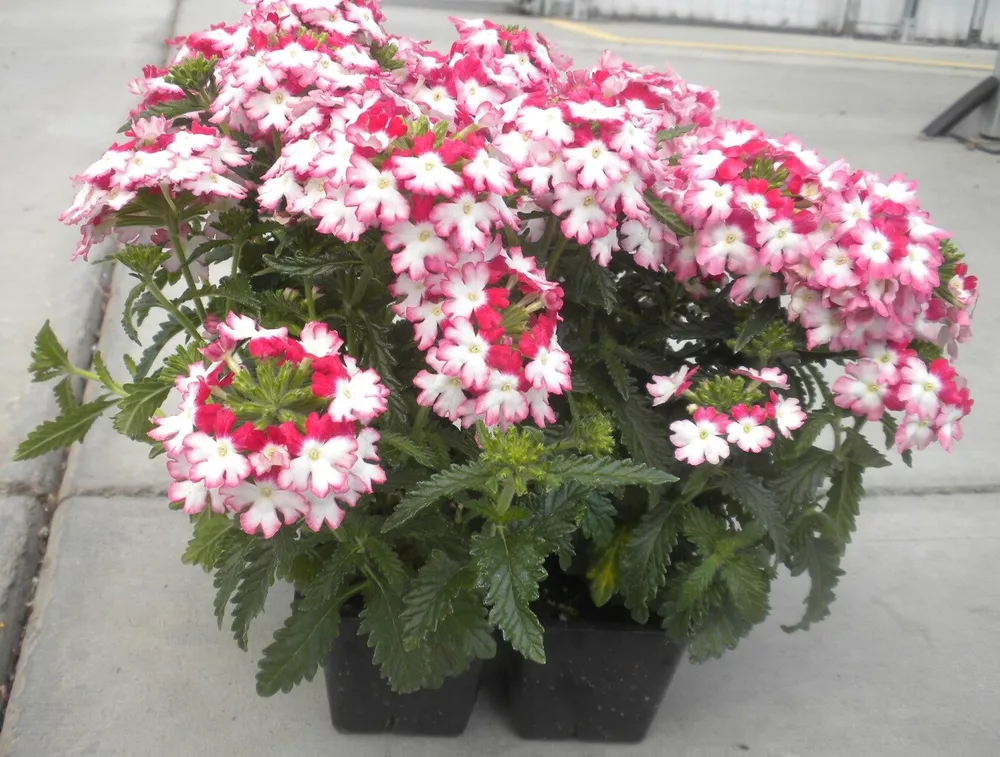 Verbena Seeds Obsession Twister Red 50 Verbena Seeds - $16.79