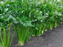 Celery Seeds - Organic & Non Gmo Celery Seeds - Heirloom Seeds – Vegetable Seeds - £1.75 GBP