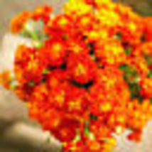 100 Seeds French Marigold BROCADE MIX Dwarf Beneficial to Gardens Non-GMO - £9.55 GBP