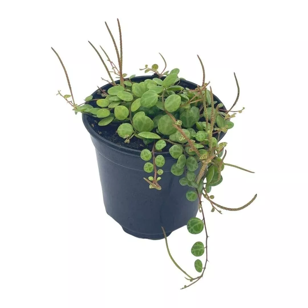 String of Turtles Peperomia prostrata Vining Plant Live a 4 in Pot by Bu - £32.46 GBP