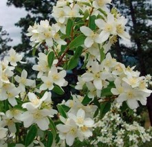 20 Philadelphus Coronarius Mock Orange Flower Seeds New Fresh Seeds USA - $11.26