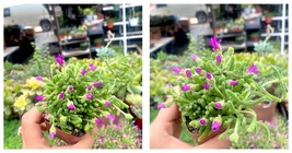 Live Plant - 2” Rosea Purple Iceplant - Drosanthemum Floribundum - $36.99