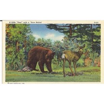 A Little Dear With A Bear Behind Curt Teich Printed Unposted Postcard - $3.95