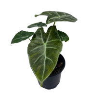 Alocasia Ebony, 4 inch, Jewel Alocasia x Amazonica, very filled - £11.87 GBP