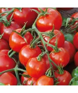 KingStore 30 Large Red Cherry Tomato Salad Heirloom Non-Gmo Planting Seeds - €8,18 EUR