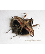 Rare Dead Leaf Mantis Deroplatys Truncata Taxidermy Framed Entomology Sh... - $125.48 CAD