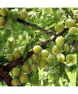 Live Plant Amalika/Indian gooseberry (Phyllanthus emblica)  12” - £61.97 GBP