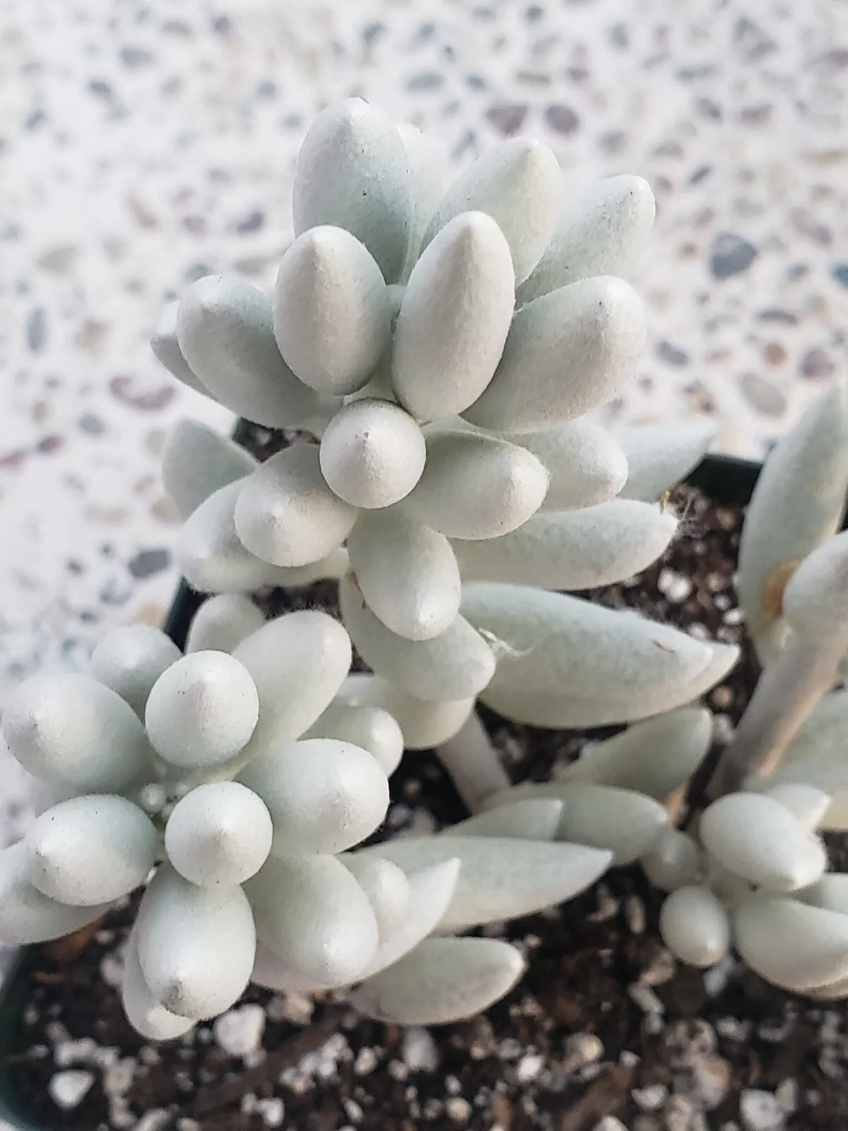 SENECIO HAWORTHII - THE WHITEST OF ALL THE SUCCULENTS - 4&quot; LONG UNROOTED... - $19.55