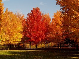 1 Sugar Maple Acer Saccharum 6-12&quot; in Height in a Quart Pot  - £33.54 GBP