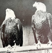Bald Eagle Pair Of Males In Full Plumage 1936 Bird Print Nature DWU13 - £15.71 GBP