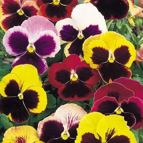 35 Seeds Pansy Swiss Giant Finest Mix Viola Houseplant Edible Flower - £7.62 GBP