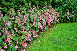 Guashi Store 500 Seeds Bulk Hardy Begonia Grandis Rose Pink Perennial Su... - £90.38 GBP