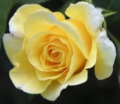 BStore 5 Seeds Yellow Rose Rosa Bush Shrub Perennial FlowerA - £7.44 GBP