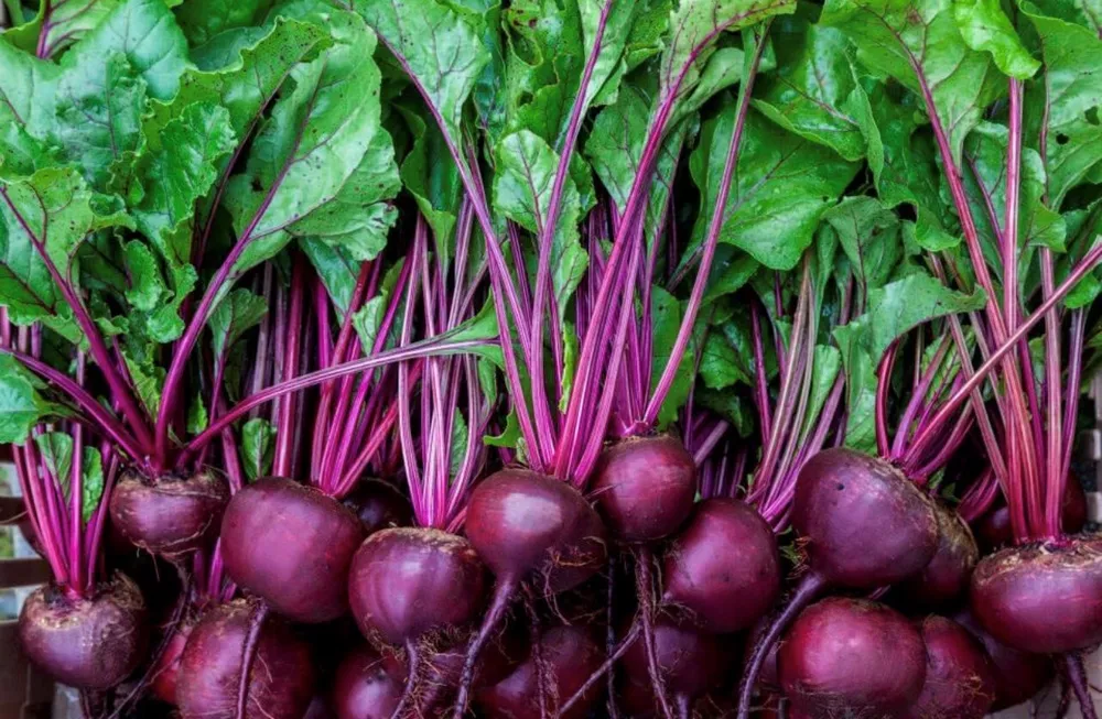 Early Wonder Beet Seeds Heirloom Organic - £2.83 GBP