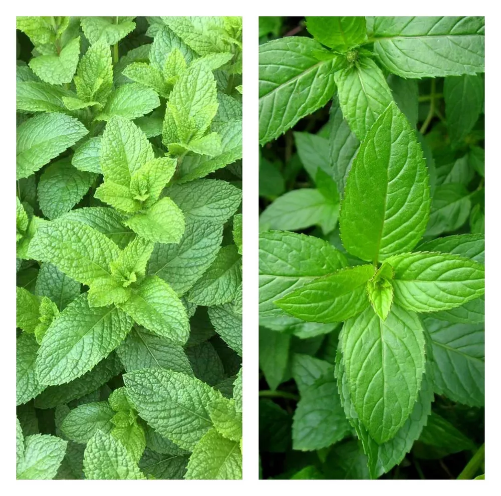 Mixed Mint Seeds 500++ Peppermint + spearmint herb NON GMO Heirloom Vege... - €3,87 EUR
