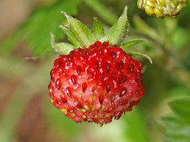 100 Vesca Baron Strawberry Solemacher Berry Fragari Fruit Seeds Fresh Seeds Gard - $15.00