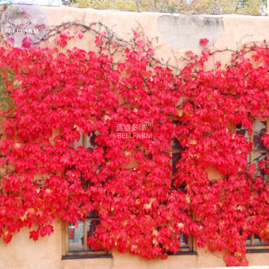 Red Ivy Climbing Plant 10 Seeds Fresh - $3.46