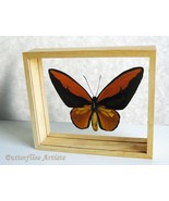 Orang Birdwing Ornithoptera Croesus Lydius Butterfly Framed Entomology S... - €170,74 EUR