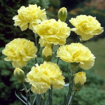 30 Carnation Grenadin Yellow Evergreen Seeds Scented Gift Perennial Flower - £14.35 GBP