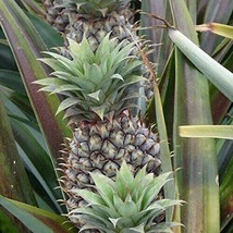 Best Sugarloaf Pineapple (Kona Sugarloaf) / Ananas comosus / Live Plant - £19.97 GBP