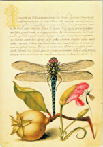 Postcard Bugs Dragonfly Pear Carnation Insect  6 x 4.25 inches Unposted - $5.86