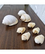 8 Sea Snail Shells - Scotch Bonnet &amp; Conch - Natural Decor Craft Rare Oc... - $923.60 MXN