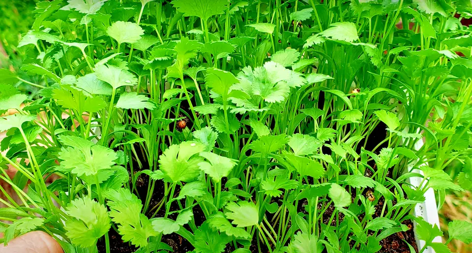 MBK 300 Seeds Cilantro Autumn Herb Garden - $9.55