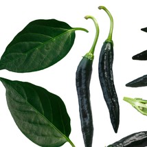 Fast Ship USA Seller Pasilla Bajio Pepper Seeds Chili Negro Rich Spicy Pepper Se - £6.14 GBP