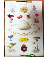 MUSHROOMS - Smokey the Bear Poster - $20.00