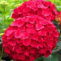 Fresh 20 Seeds Hydrangea Flores Bonsai Plant Have Various Color Red - £4.91 GBP