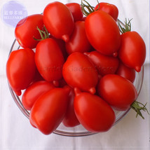 SL Imported Tomato Seeds, 100 Seeds, Professional Pack, Organic Bright Red Middl - £1.09 GBP