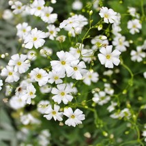 White Annual Babys Breath Flower Seeds Garden Fast Shipping - £4.47 GBP