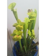 Sarracenia Flava var Ornata 20 Seeds Pender County Carnivorous pitcher   Plants - $20.37 CAD