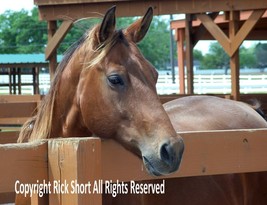 A Horse with no name fine art photography equestrian photography - €30,82 EUR