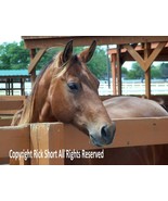 A Horse with no name fine art photography equestrian photography - €30,82 EUR