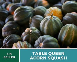 25 Squash Table Queen Acorn seed Cucurbita pepo Heirloom Vegetable Winter Squash - £12.39 GBP