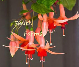 SKM 25 Seeds Pink Red Lantern Flowers Easy to Grow - $205.91 MXN