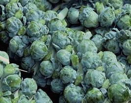 Brussel Sprouts Seed, Long Island Improved, Heirloom, Non GMO, 50+ Seeds, Early  - £3.58 GBP