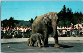 Packy And Mother Belle Portland Zoological Gardens Elephant Postcard Posted - £4.11 GBP