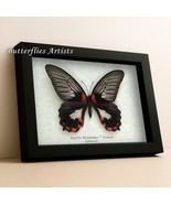 Rare White Form Papilio Deiphobus Female Butterfly Framed Entomology Sha... - €84,09 EUR