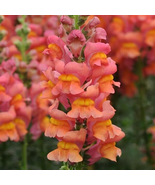 1000 Pcs Potomac Orange Snapdragon Seeds for Garden Planting - $10.99