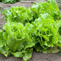 Black Seeded Simpson Lettuce Seeds 500 Seeds Non-Gmo USA Seller Garden F... - £4.23 GBP