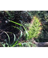 100 Walter&#39;S Barnyard Grass Wetland Ornamental Echinochloa Walteri Heirl... - €11,22 EUR
