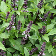 MBK Cinnamon Basil Seeds 300 Seeds Heirloom Non-Gmo 1125 Fresh Garden - $163.71 MXN